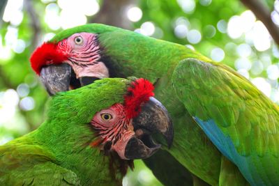 Close-up of macaws perching in forest