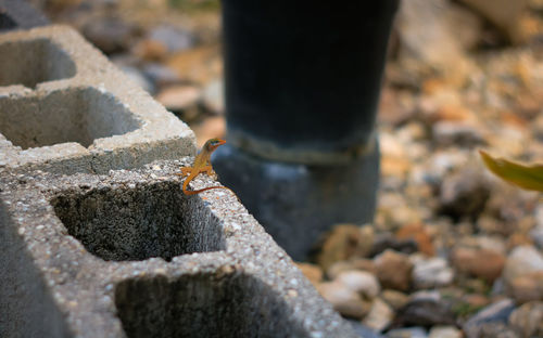 Lizard on stone