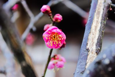 Close-up of pink plum flower blooming