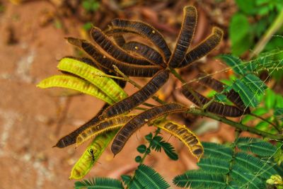 Close-up of butterfly on plant