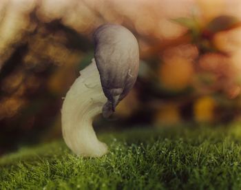 Close-up of mushroom in field