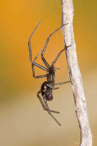 Close-up of spider on web