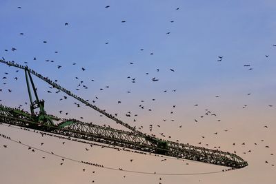 Low angle view of birds flying to crane 