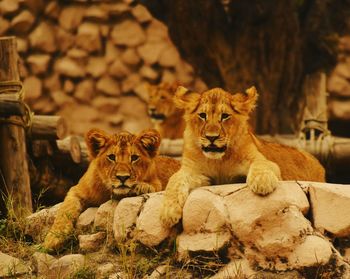 Lioness on rocks