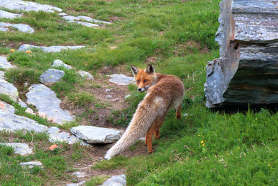 Side view of an animal on field