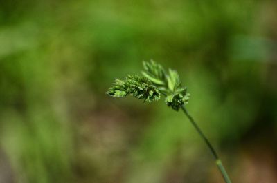 Close-up of flowering plant