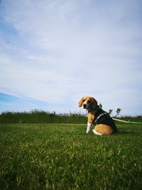 Dog on field