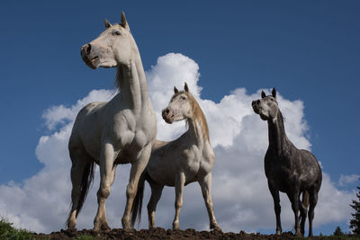 Low angle view of horses against sky