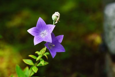 Close-up of purple flowers blooming