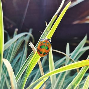 Close-up of ladybug on grass