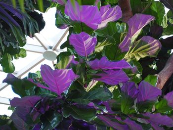 Close-up of purple flowers blooming outdoors