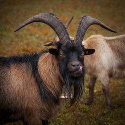 Portrait of goat on field