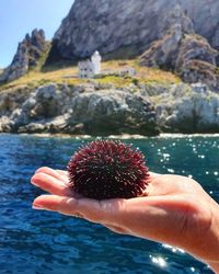 Cropped hand holding sea urchin at beach