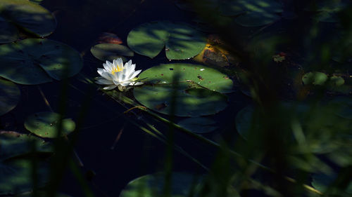 Close-up of flowering plant against lake