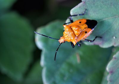 Close-up of insect on leaf