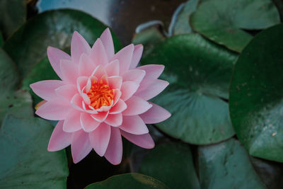 Close-up of pink water lily