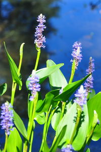 Close-up of purple flowers