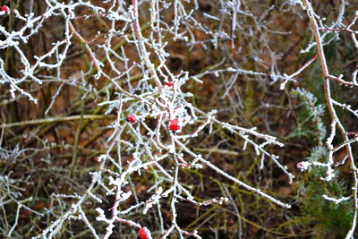 Close-up of snow on tree