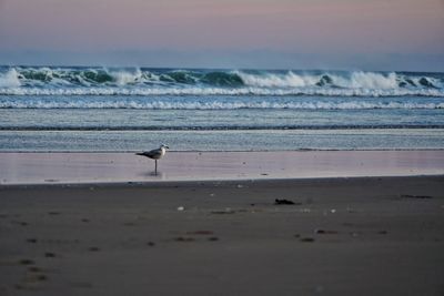 Bird on beach against sky during sunset