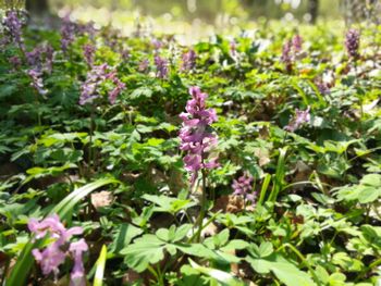 Close-up of pink flowering plants