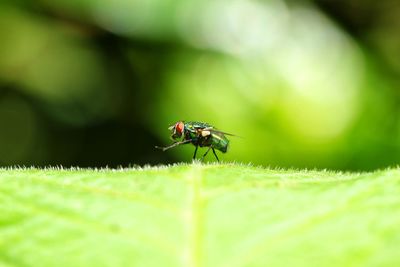 Close-up of fly on leaf