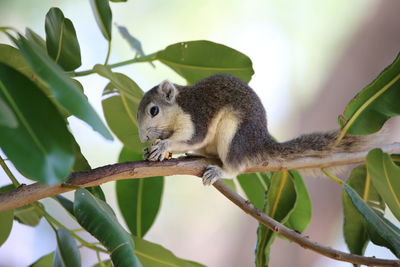 Low angle view of squirrel on tree