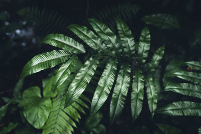 Close-up of fern leaves