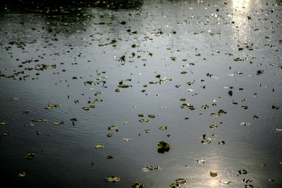 View of lake with trees in background