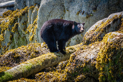 View of black bear standing on log by rocks