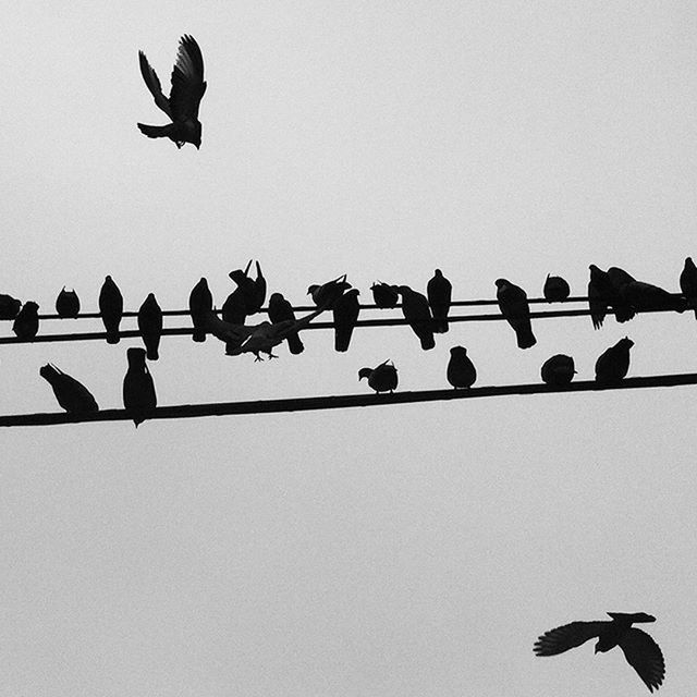 bird, low angle view, flying, animal themes, animals in the wild, wildlife, clear sky, silhouette, spread wings, flock of birds, mid-air, perching, pigeon, copy space, medium group of animals, togetherness, sky, avian, outdoors