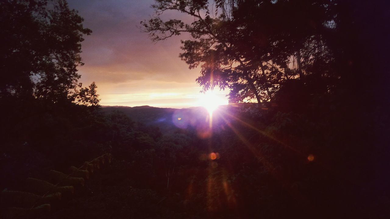 SILHOUETTE OF FOREST AT SUNSET