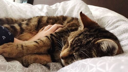 Close-up of cat lying on blanket