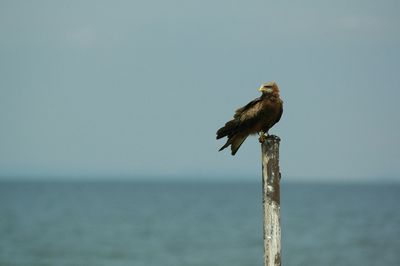 Yellow-billed kite perching on wooden post against sea and sky during sunny day