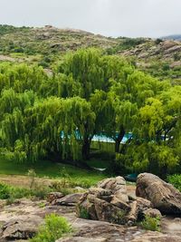 Scenic view of trees in forest against sky