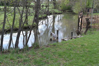 Scenic view of tree growing by plants