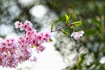 Close-up of pink flowers blooming on tree