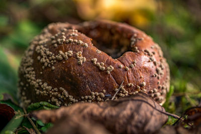 Close-up of bread growing on an apple