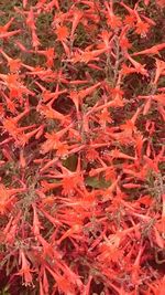 Full frame shot of autumn leaves