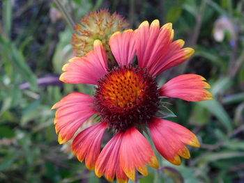 Close-up of pink flower