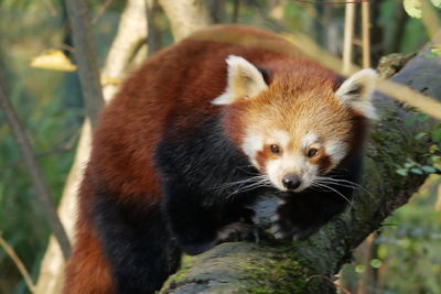 red panda