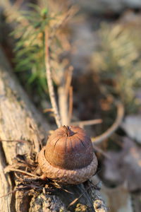 Close-up of fruit