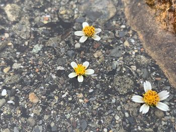High angle view of flowering plant on field