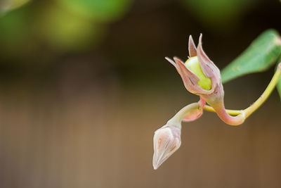 Close-up of flower against blurred background