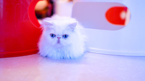 Portrait of persian cat sitting at home