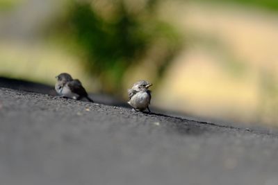 Close-up of birds on retaining wall