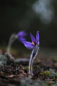 Close-up of purple crocus flowers on field