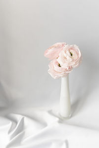 Close-up of ranunculus in vase