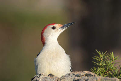 Close-up of a bird perching