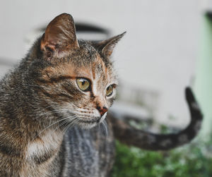 Close-up of a cat looking away