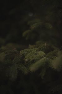 Close-up of plant against moon